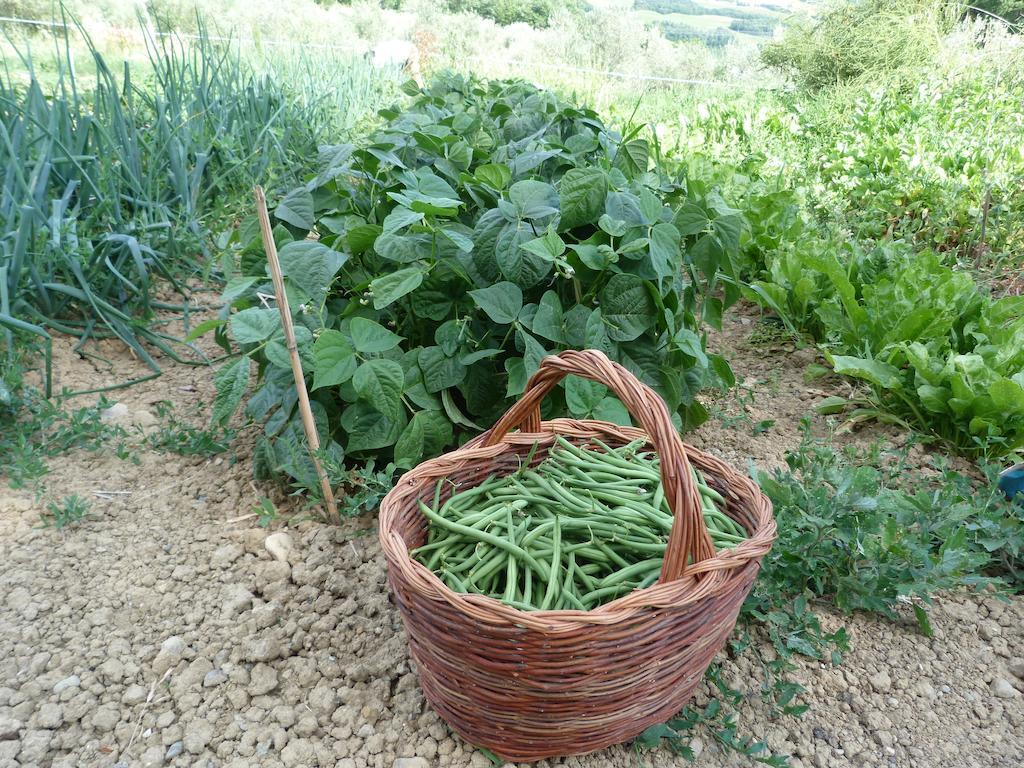 Agriturismo Apparita Montecastelli Pisano Esterno foto